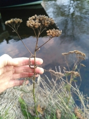 Achillea millefolium