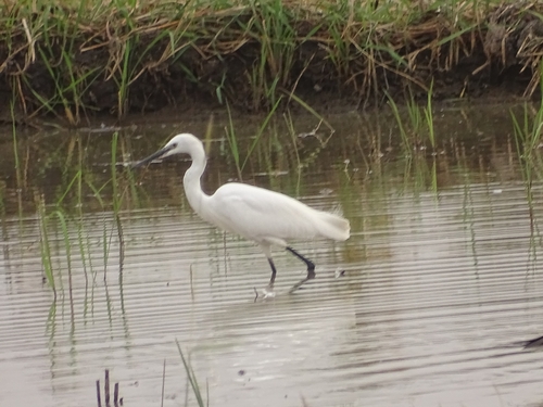 Little Egret