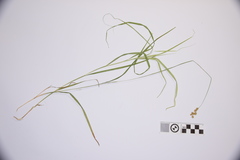 Carex crawfordii