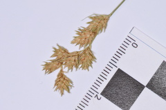 Carex crawfordii