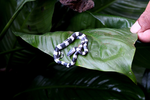 Duméril's Wolf Snake