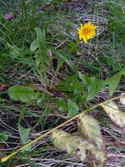 Taraxacum officinale