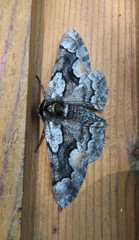 Phaeoura mexicanaria