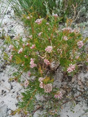 Serruria decipiens