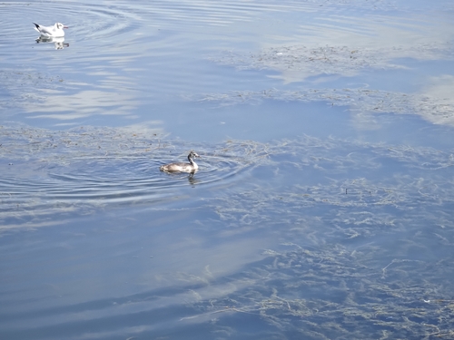 Great Crested Grebe