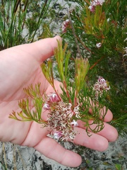 Serruria decipiens