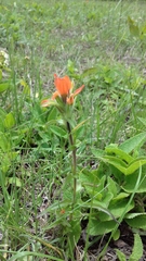 Castilleja scorzonerifolia