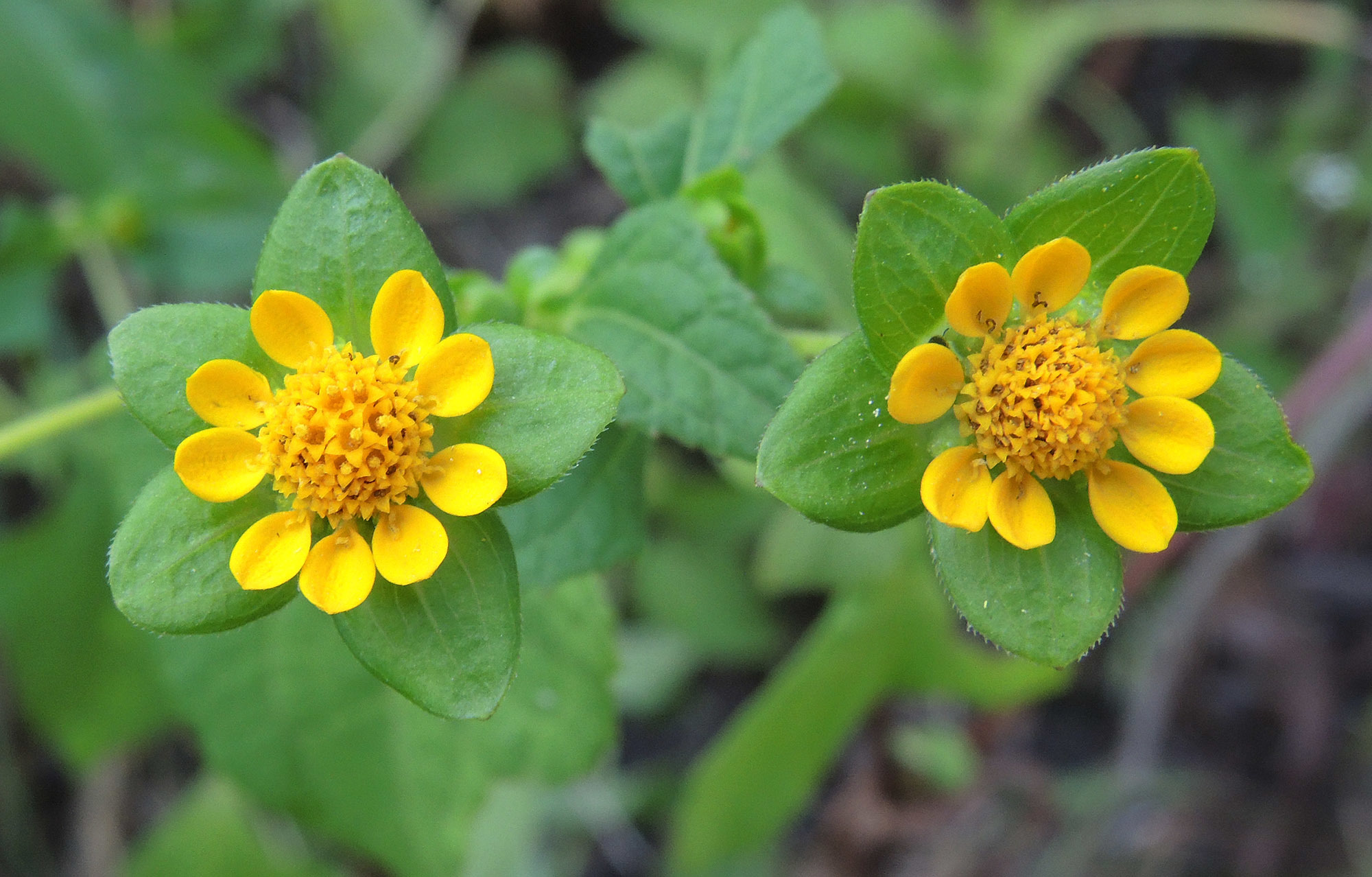 Melampodium perfoliatum