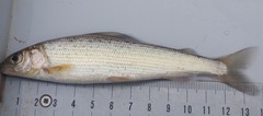 Thymallus thymallus