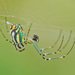 Orchard Orbweaver - Photo (c) Jerry Oldenettel, some rights reserved (CC BY-NC-SA)