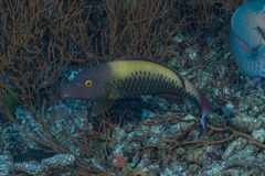 Cetoscarus ocellatus