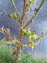 Cirsium vulgare