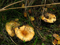 Lactarius citriolens