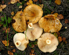 Lactarius citriolens