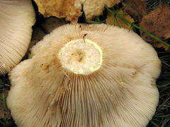 Lactarius citriolens