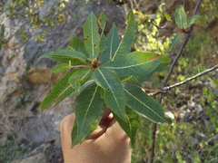 Bursera cerasiifolia