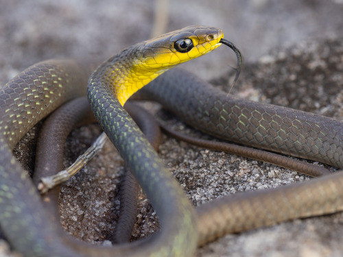 Common Tree Snake sighting