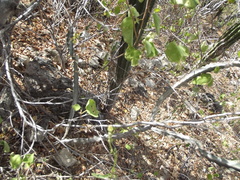 Peniocereus johnstonii