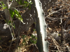 Peniocereus johnstonii