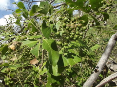 Zanthoxylum arborescens