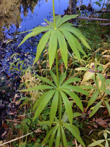 iNaturalist observation photo of Leopard Lily
