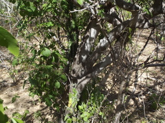 Zanthoxylum arborescens