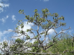 Zanthoxylum arborescens