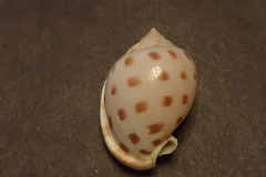 Semicassis bisulcata