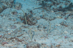 Heteroconger hassi