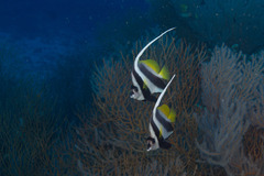Heniochus acuminatus