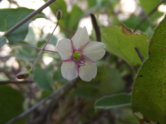 Commicarpus brandegeei
