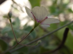 Commicarpus brandegeei