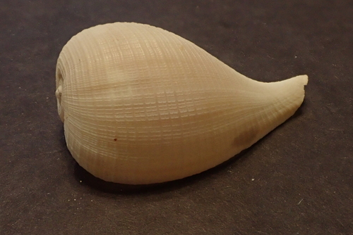 Atlantic Fig Snail