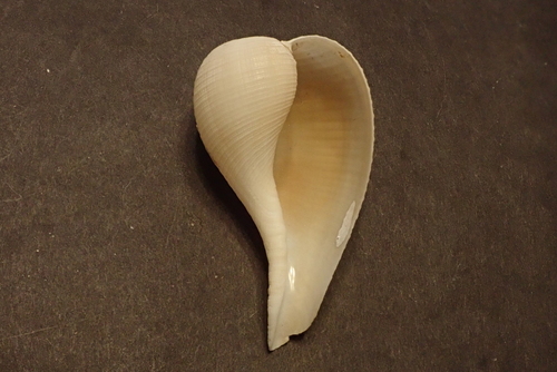 Atlantic Fig Snail