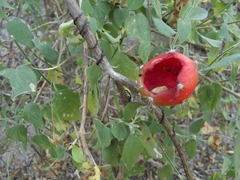Peniocereus striatus