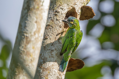 Yellow-eared Barbet (Psilopogon australis) · iNaturalist