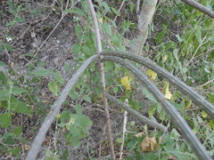 Peniocereus striatus