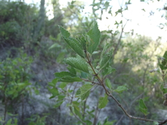 Aloysia barbata