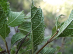 Aloysia barbata