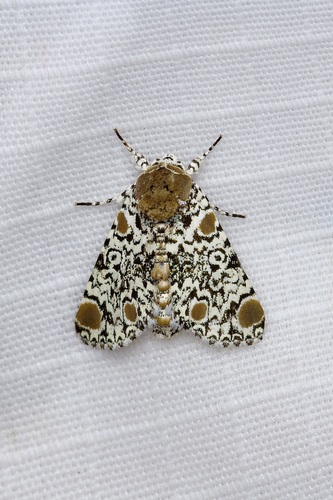 Harris's Three-Spot photo 3