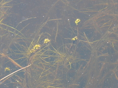 Potamogeton confervoides