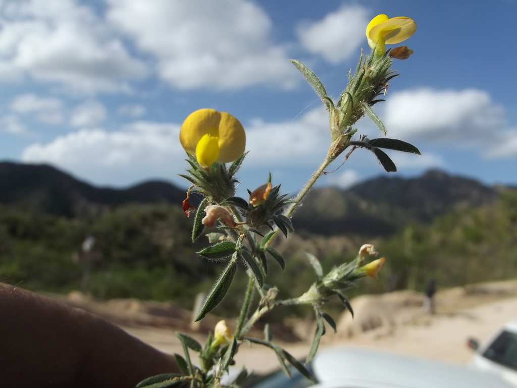 Stylosanthes viscosa