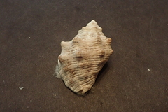 Stramonita biserialis