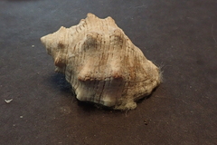 Stramonita biserialis