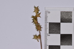 Carex echinata echinata