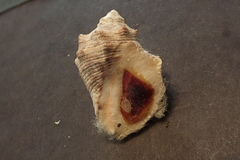 Stramonita biserialis