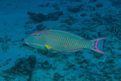 Cetoscarus ocellatus