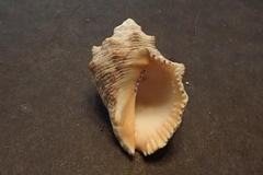 Stramonita biserialis