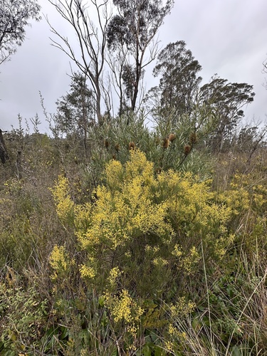Barradam-bang Wattle (Acacia meiantha)