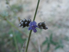 Hyptis collina
